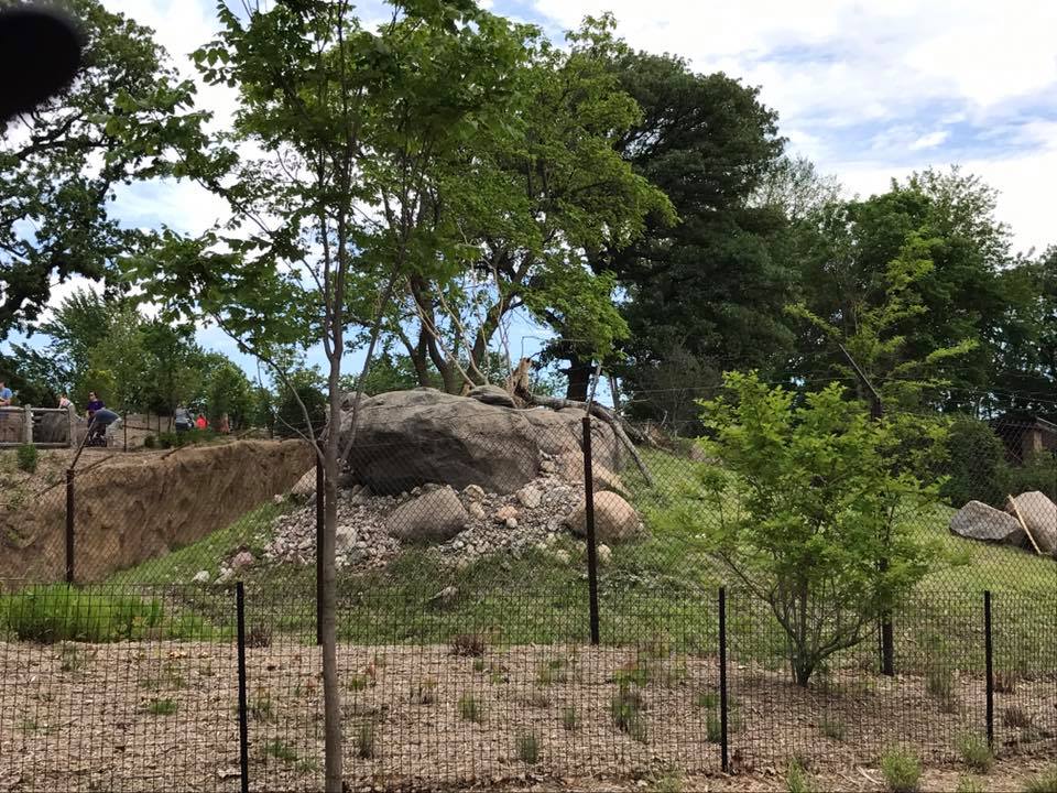 African Grasslands- Cheetah