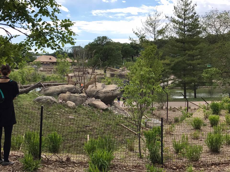 African Grasslands- Cheetah