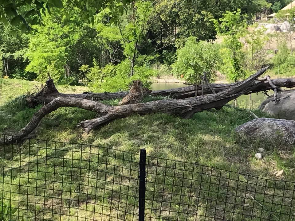 African Grasslands- Cheetah