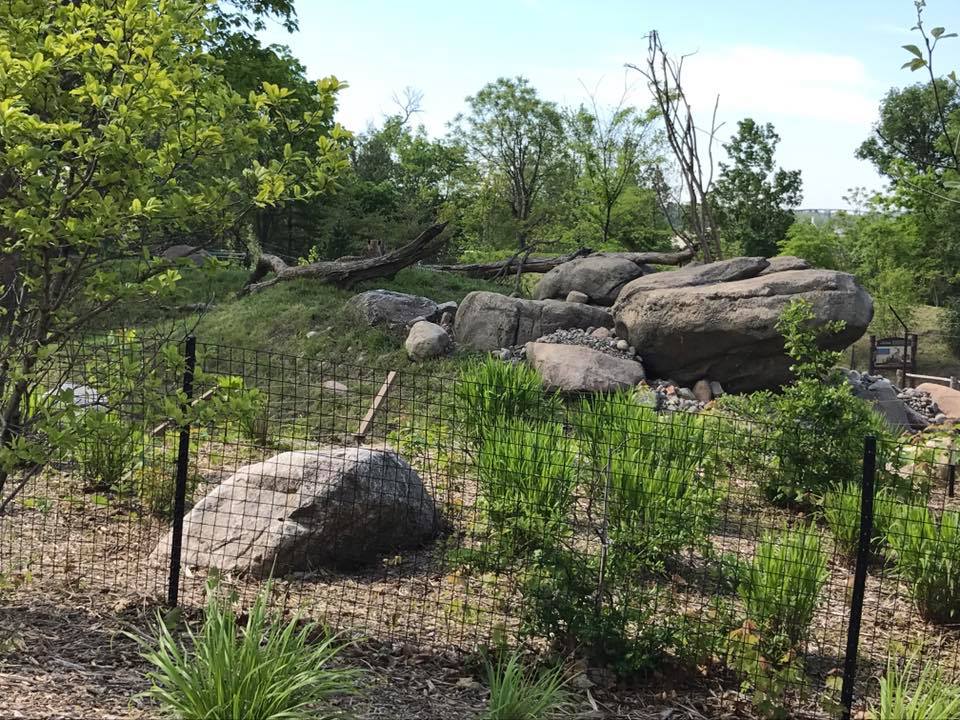 African Grasslands- Cheetah