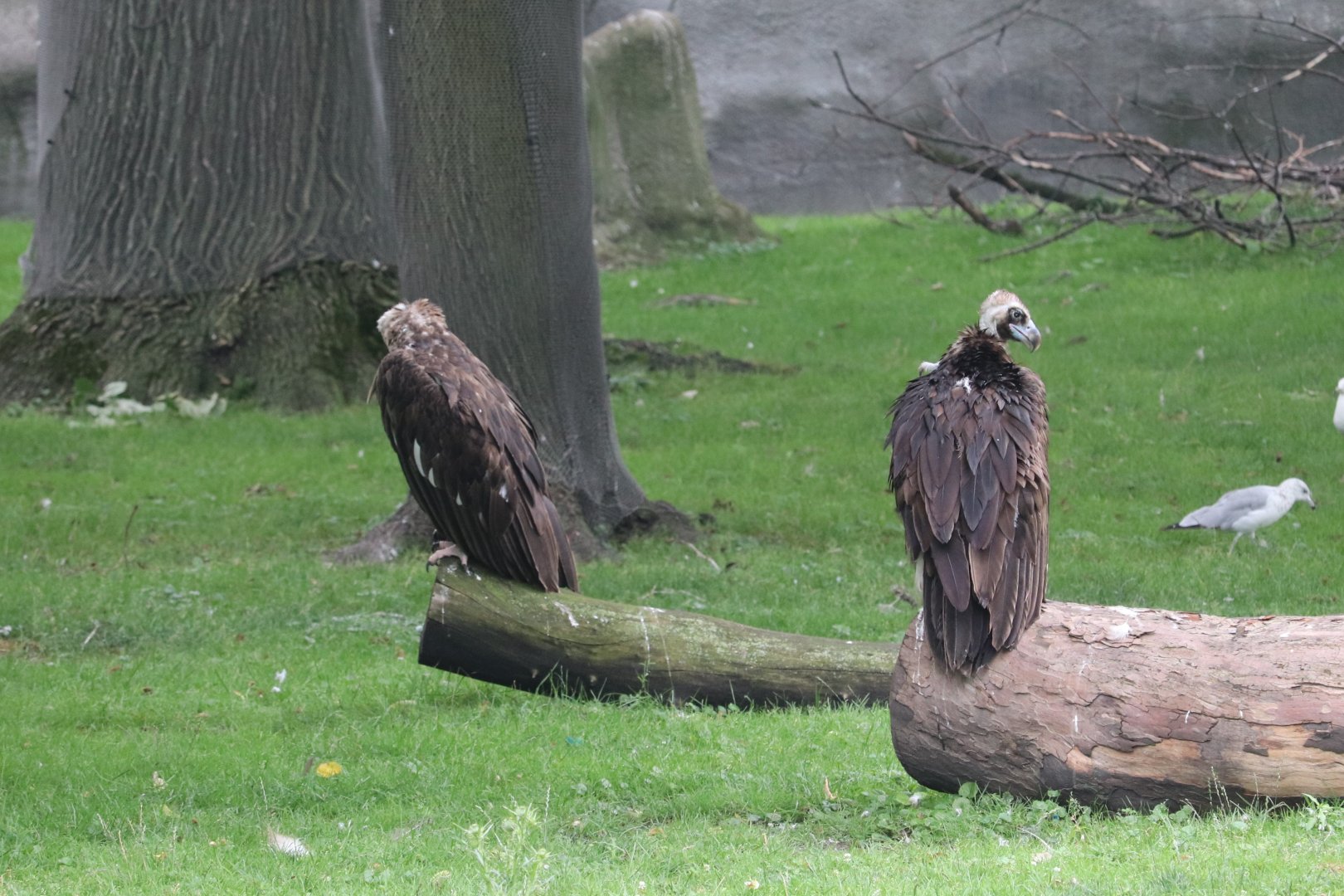 African Grasslands - Cinereous Vulture