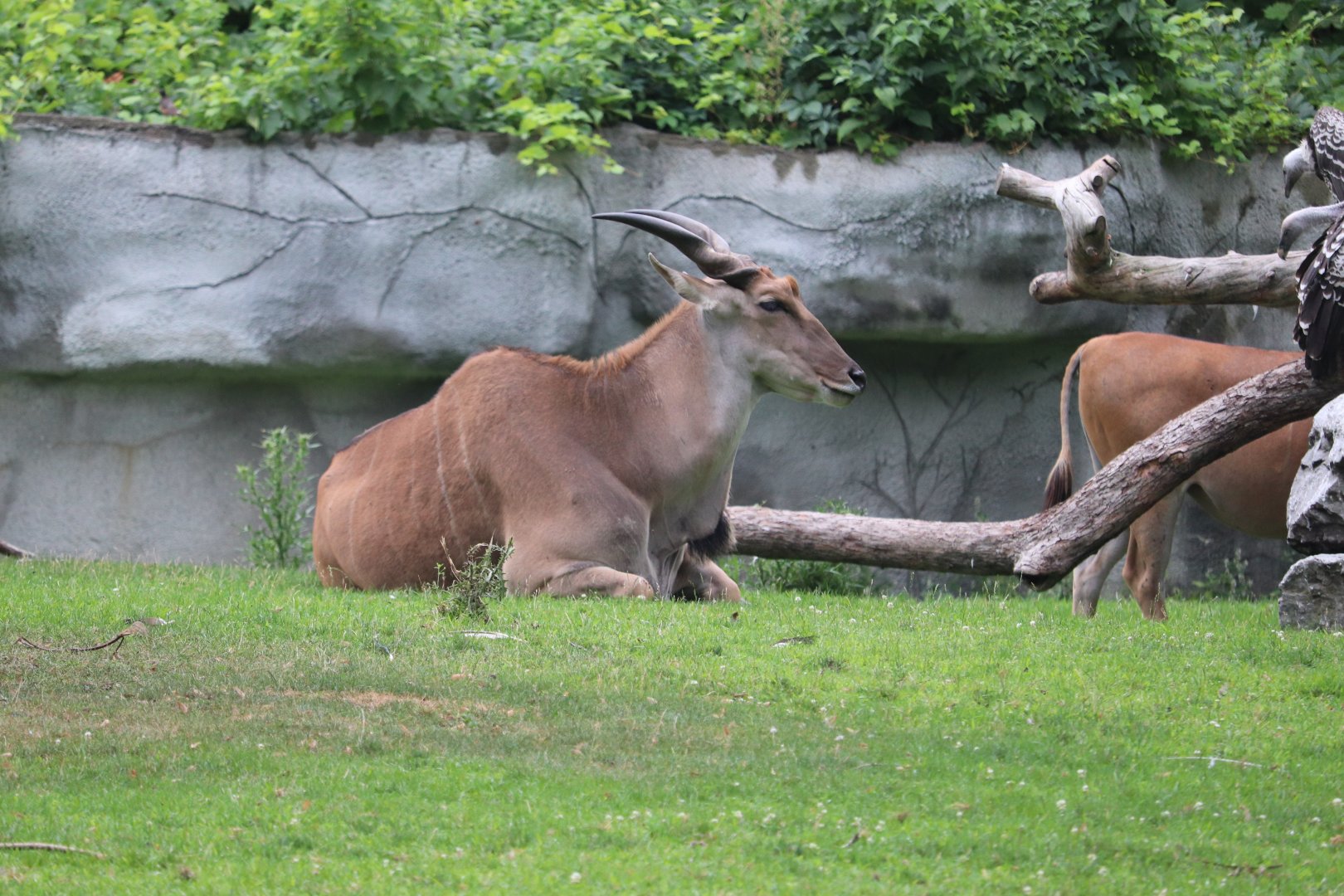 African Grasslands - Common Eland