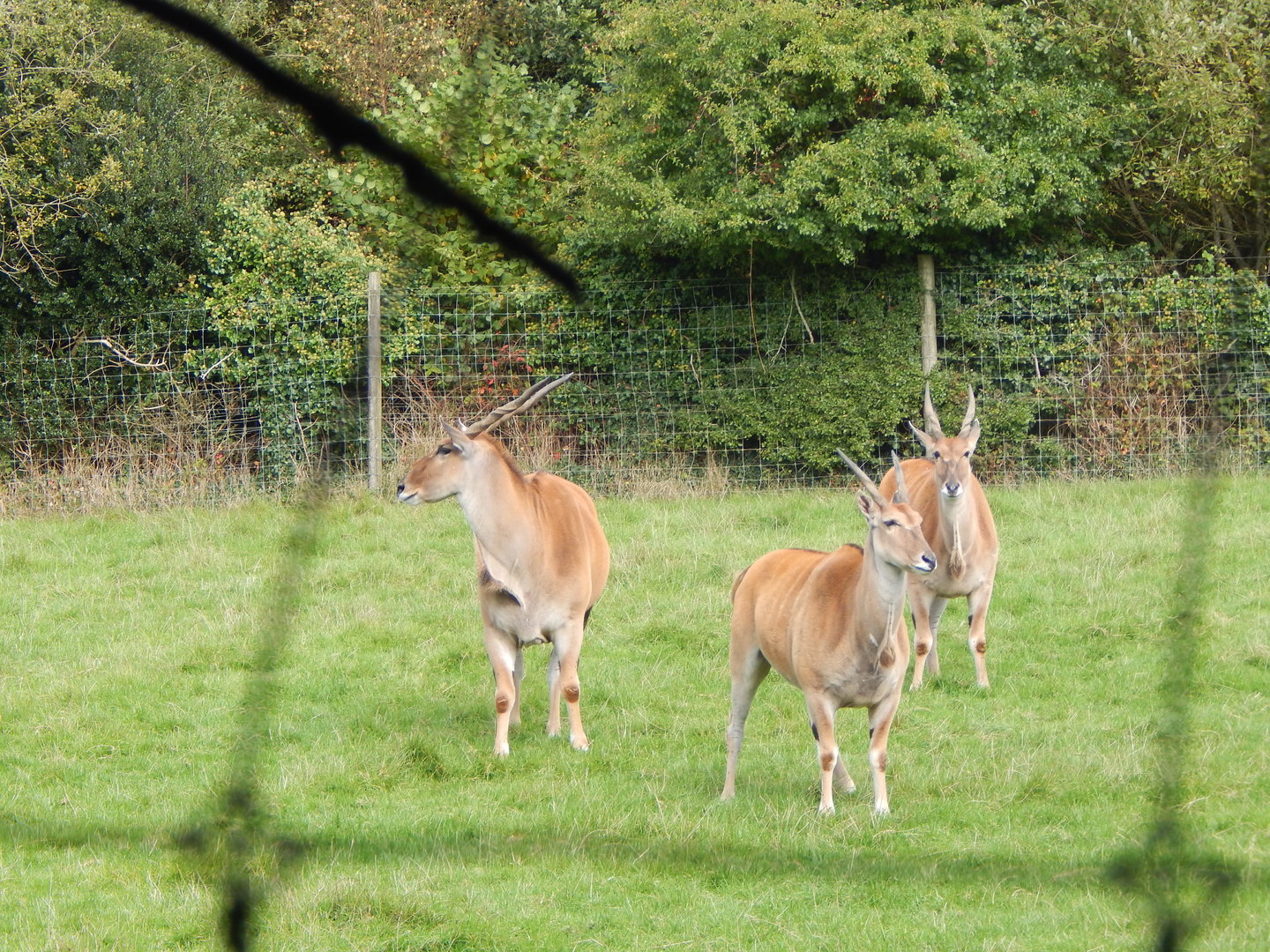 African Grasslands - Common elands 151022
