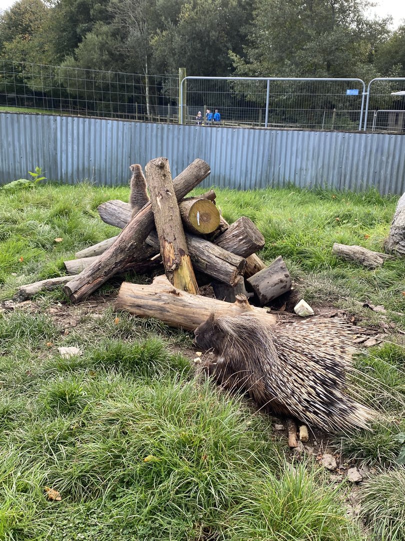 African Grasslands - Crested porcupine 151022