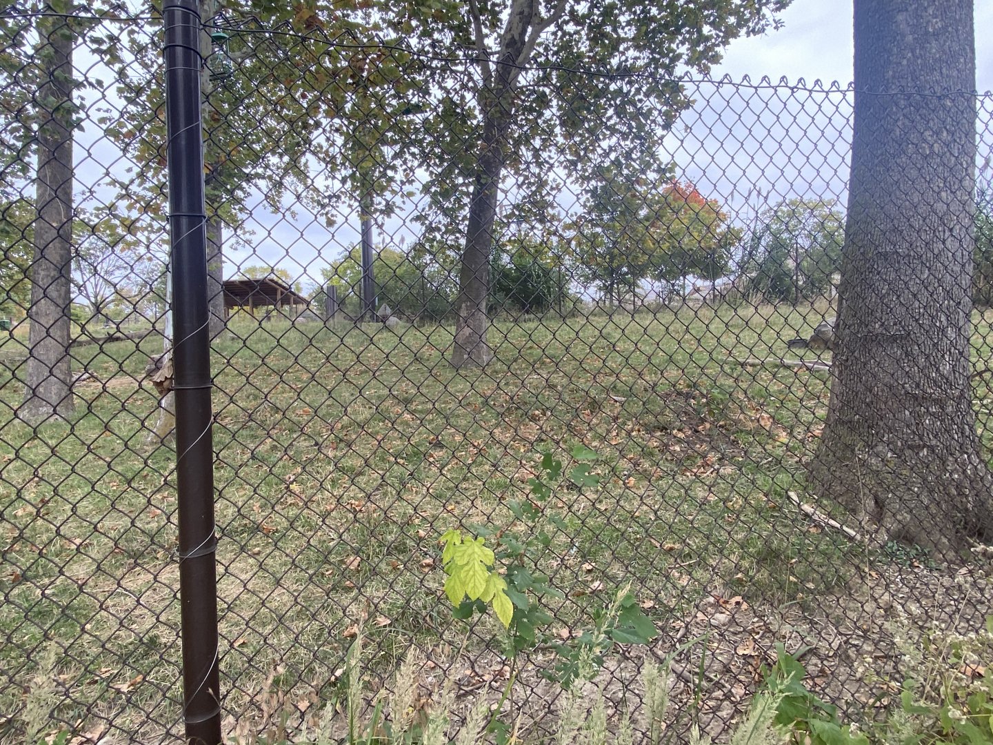 African Grasslands - Eastern Bongo/Blue Crane Exhibit