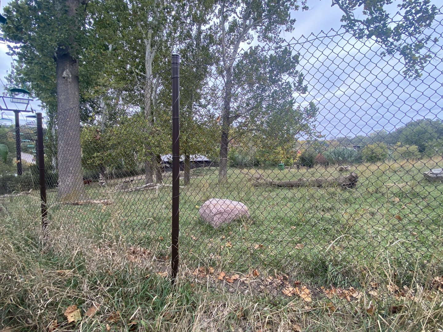 African Grasslands - Eastern Bongo/Blue Crane Exhibit