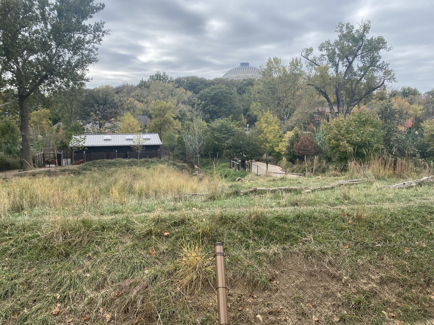 African Grasslands - Eastern Bongo/Blue Crane