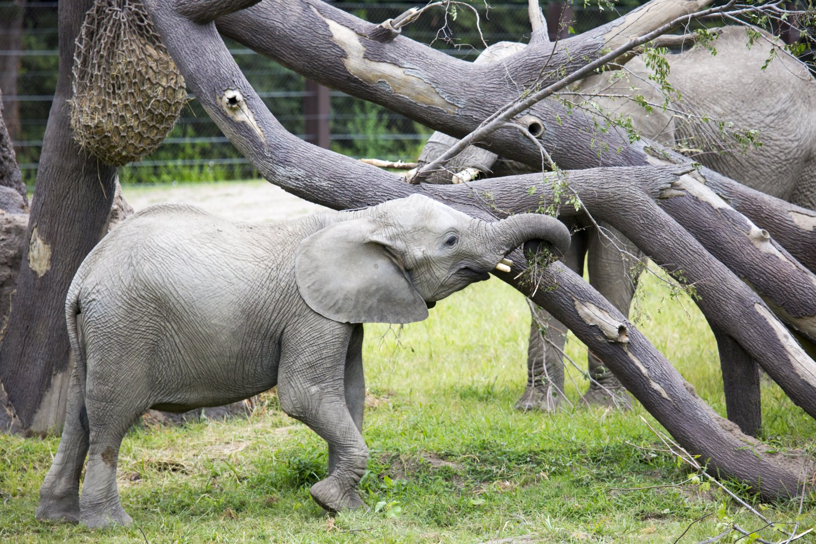 African Grasslands Elephant Exhibit