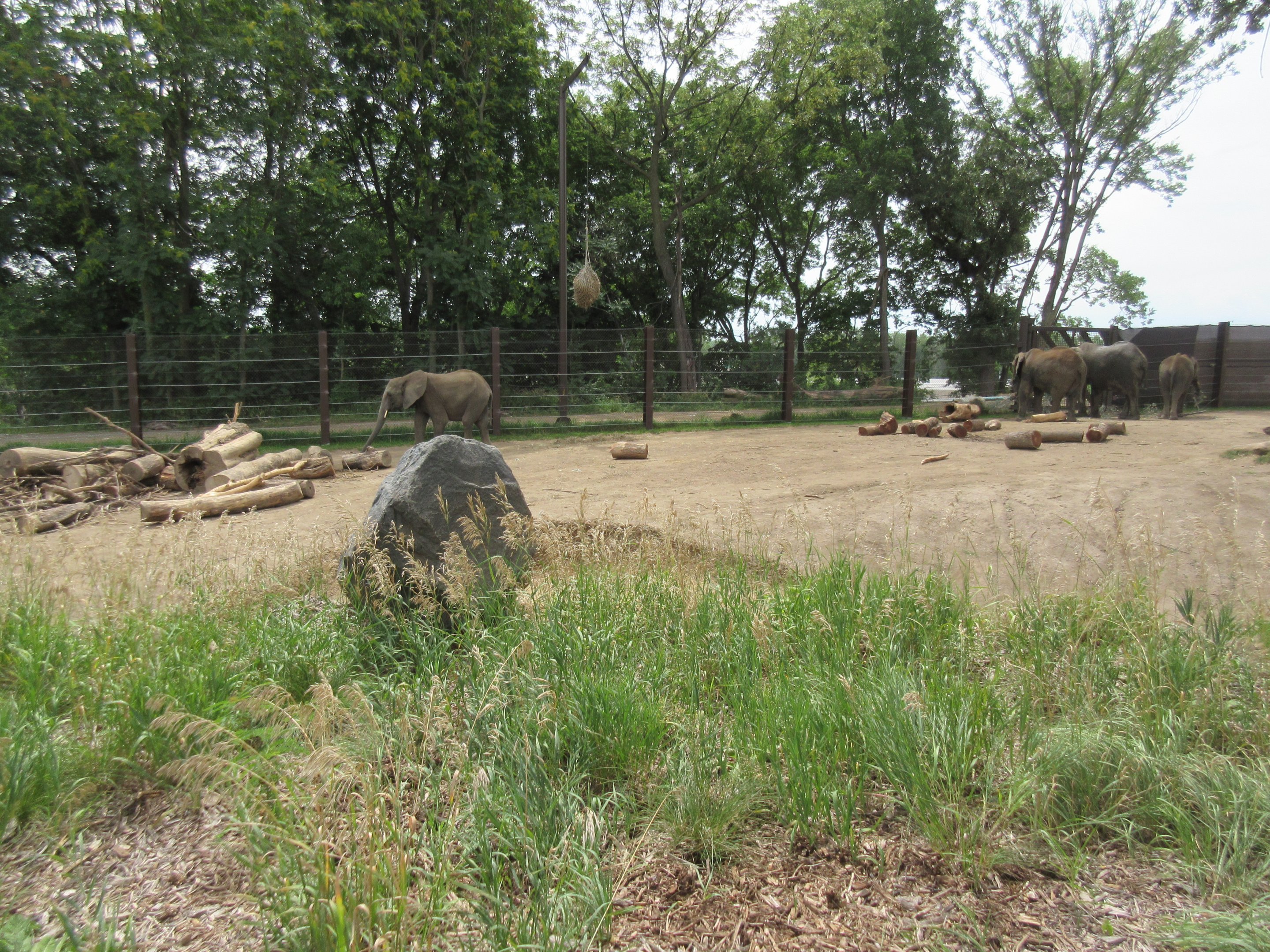 African Grasslands - Elephant Exhibit