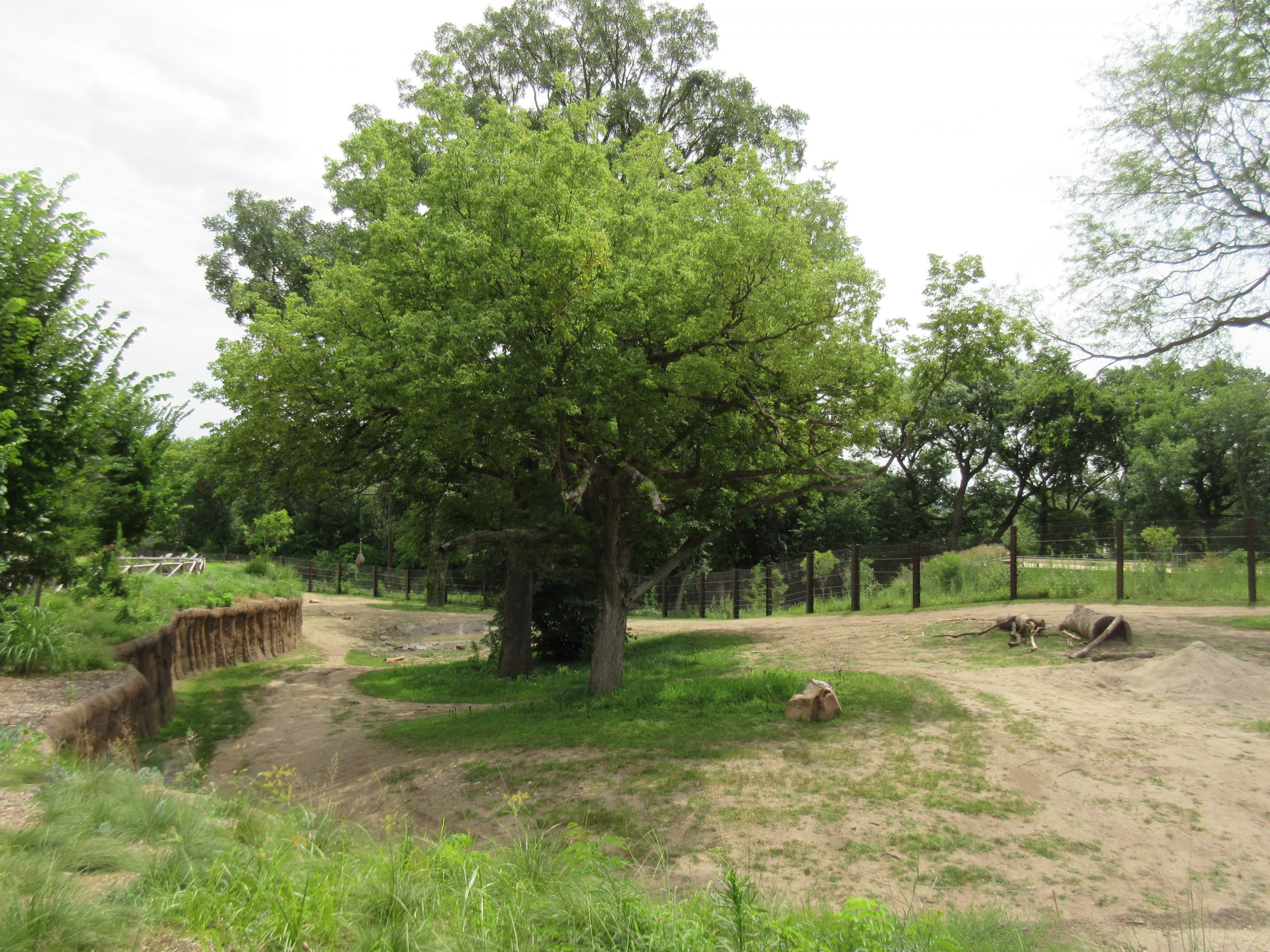 African Grasslands - Elephant Exhibit