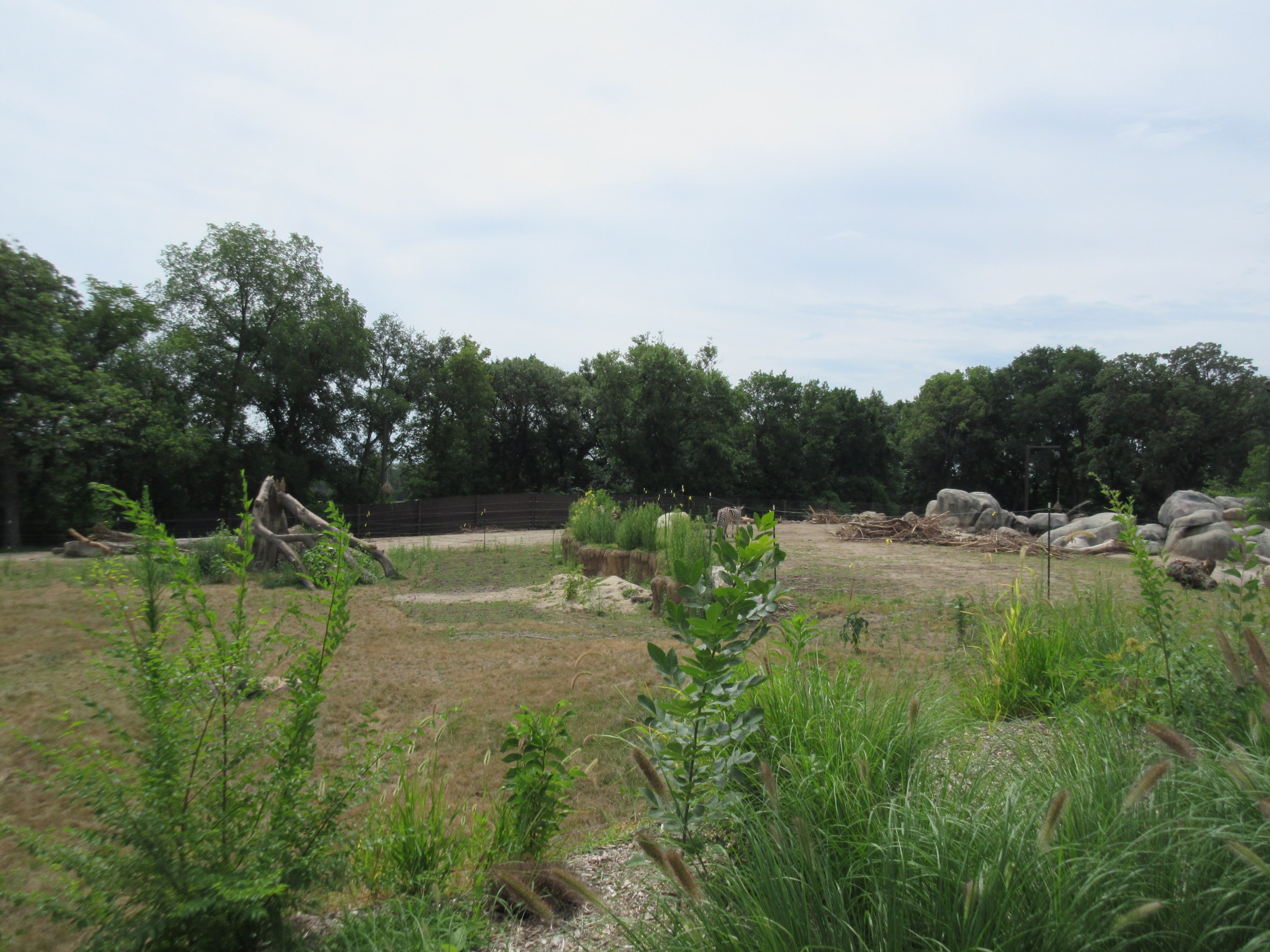 African Grasslands - Elephant Exhibit