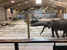 African Grasslands- Elephant Family Quarters