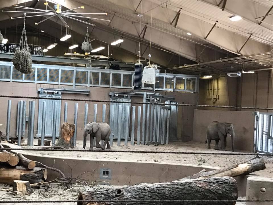 African Grasslands- Elephant Family Quarters