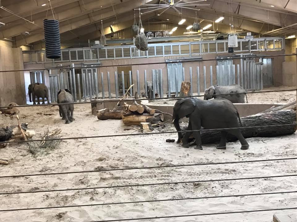 African Grasslands- Elephant Family Quarters