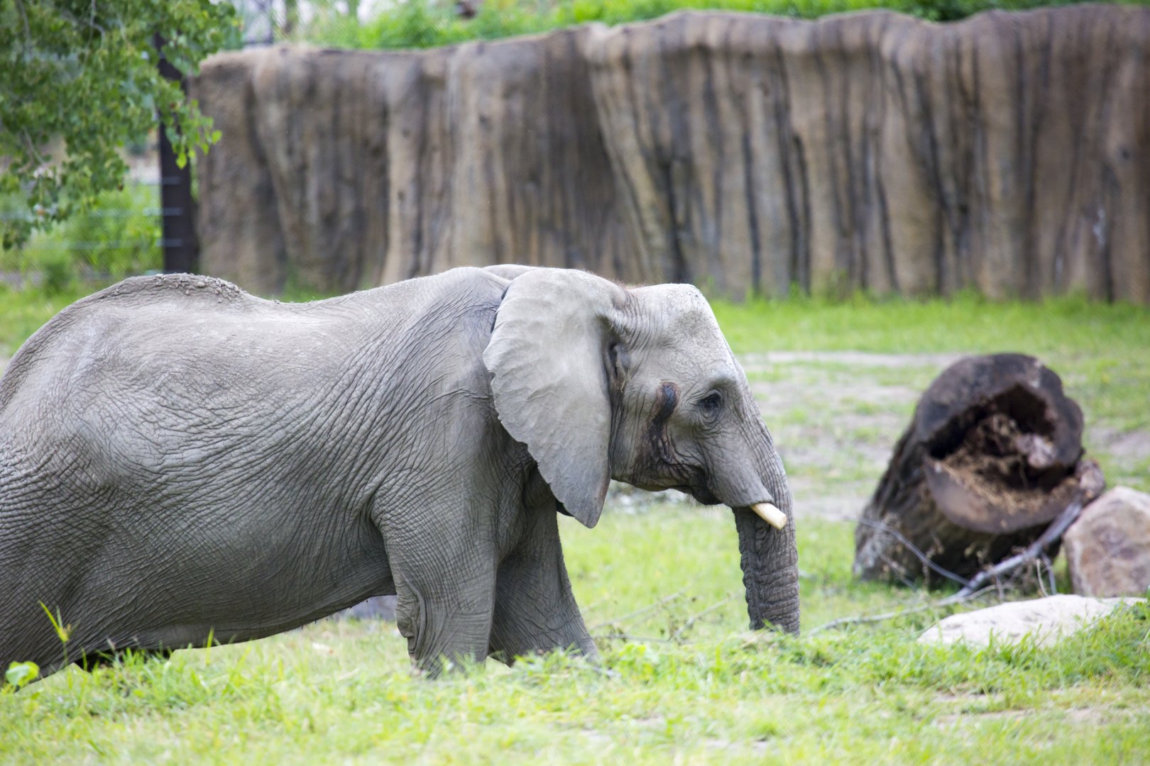 African Grasslands Elephant