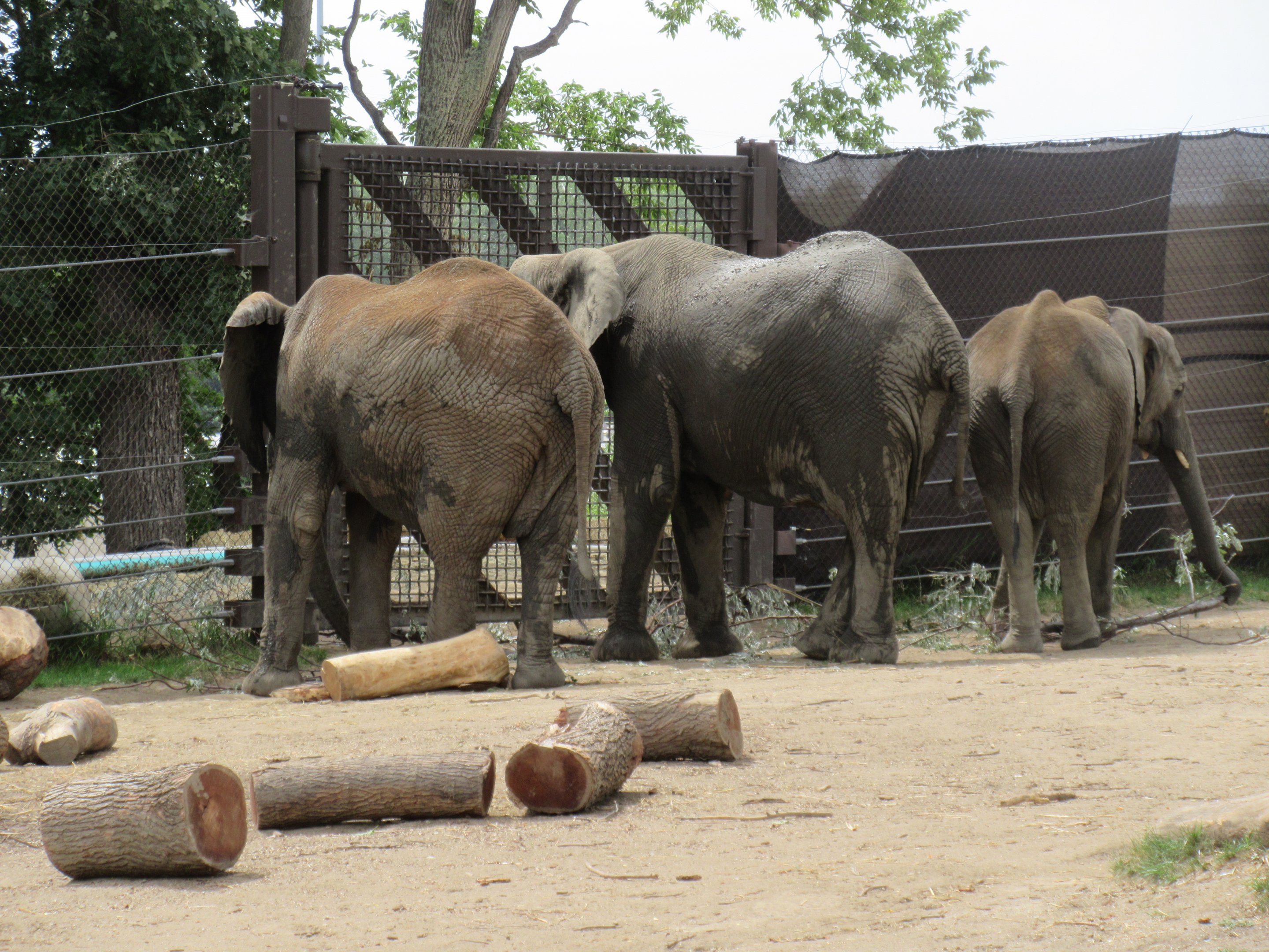 African Grasslands - Elephants