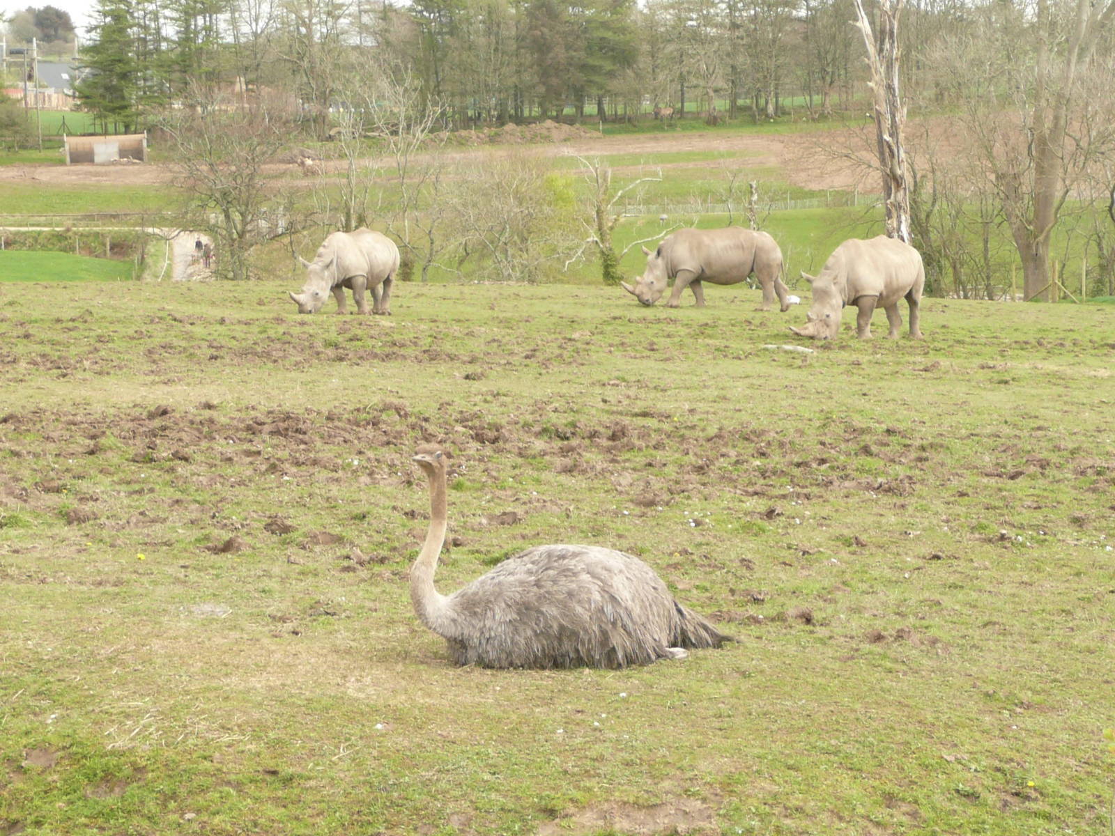 African Grasslands exhibit