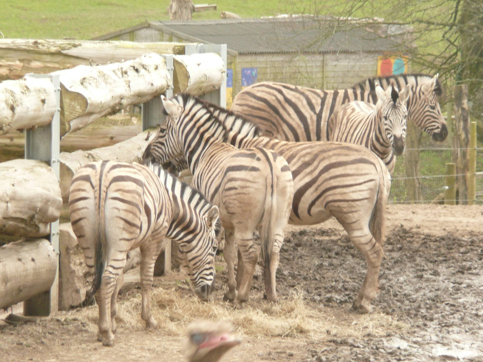 African Grasslands exhibit