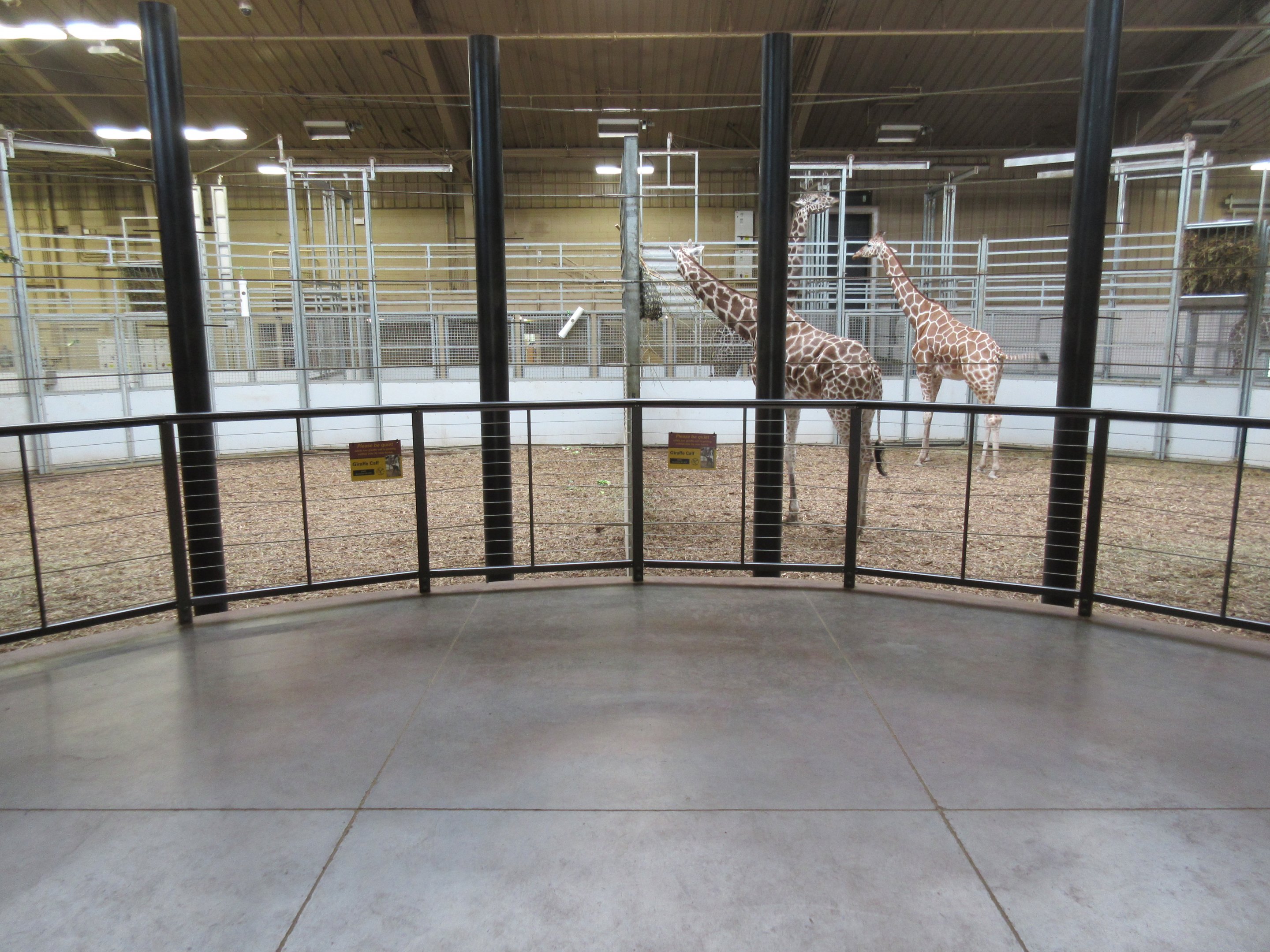 African Grasslands - Giraffe Barn