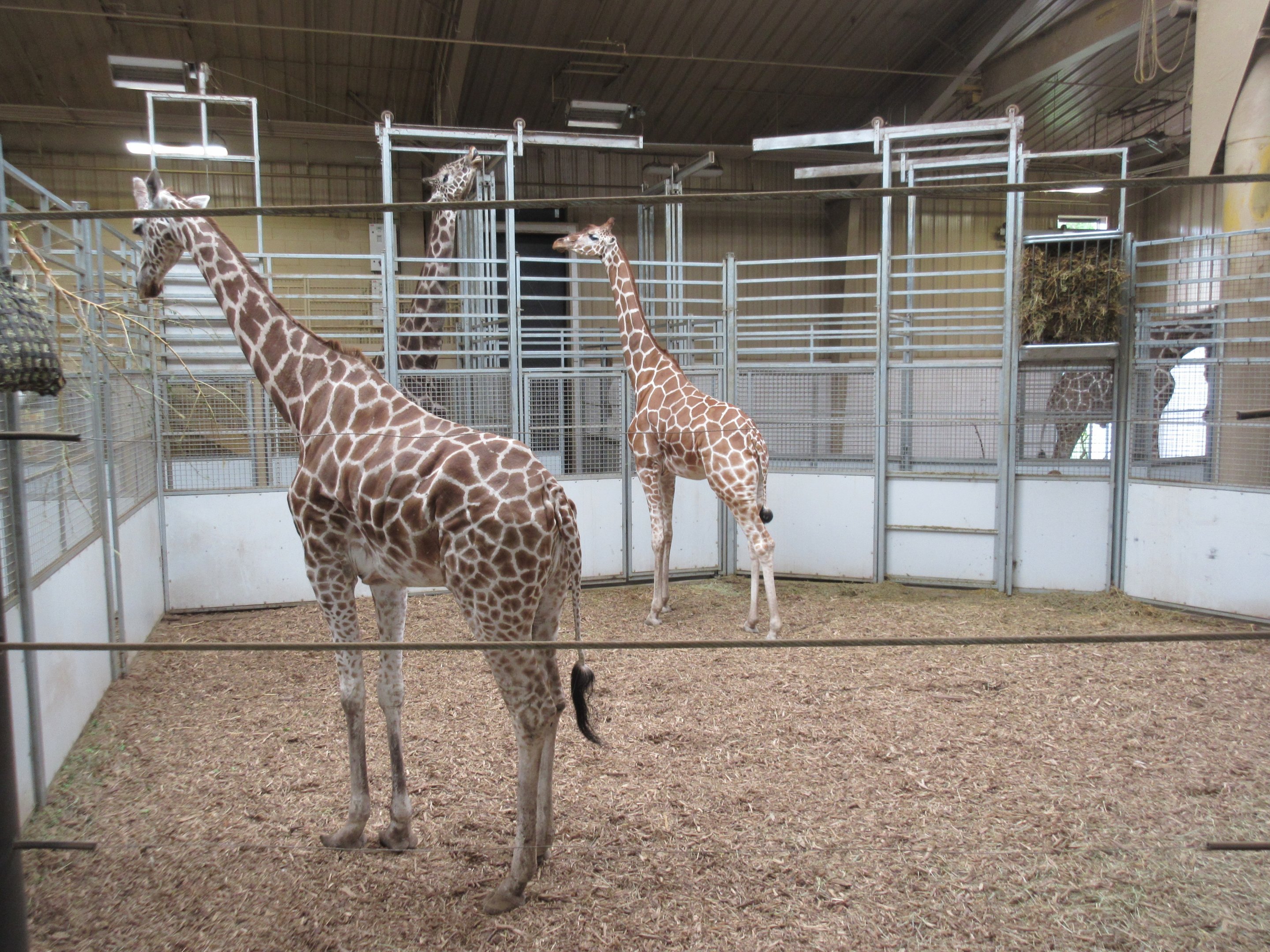 African Grasslands - Giraffe Barn