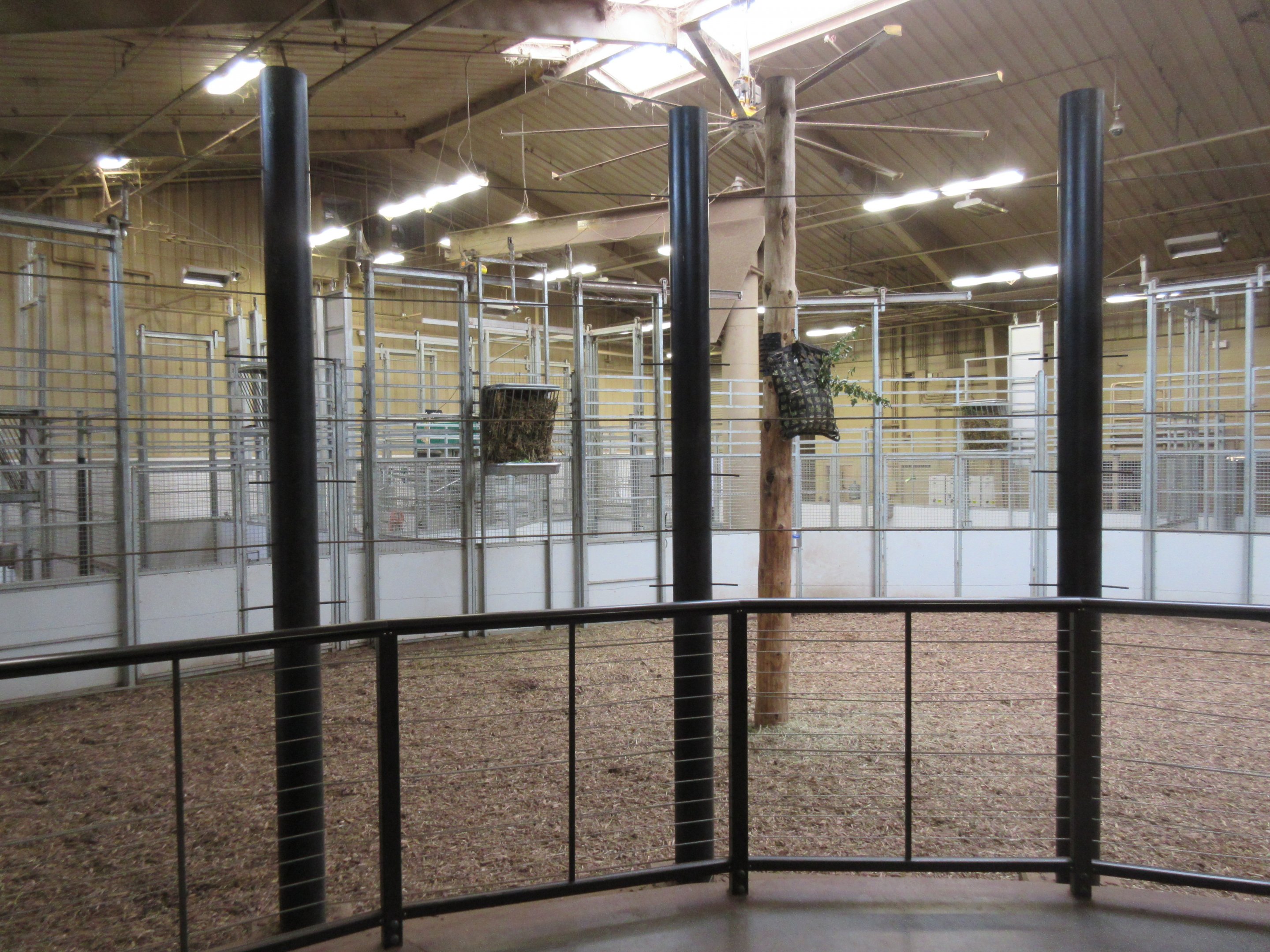 African Grasslands - Giraffe Barn