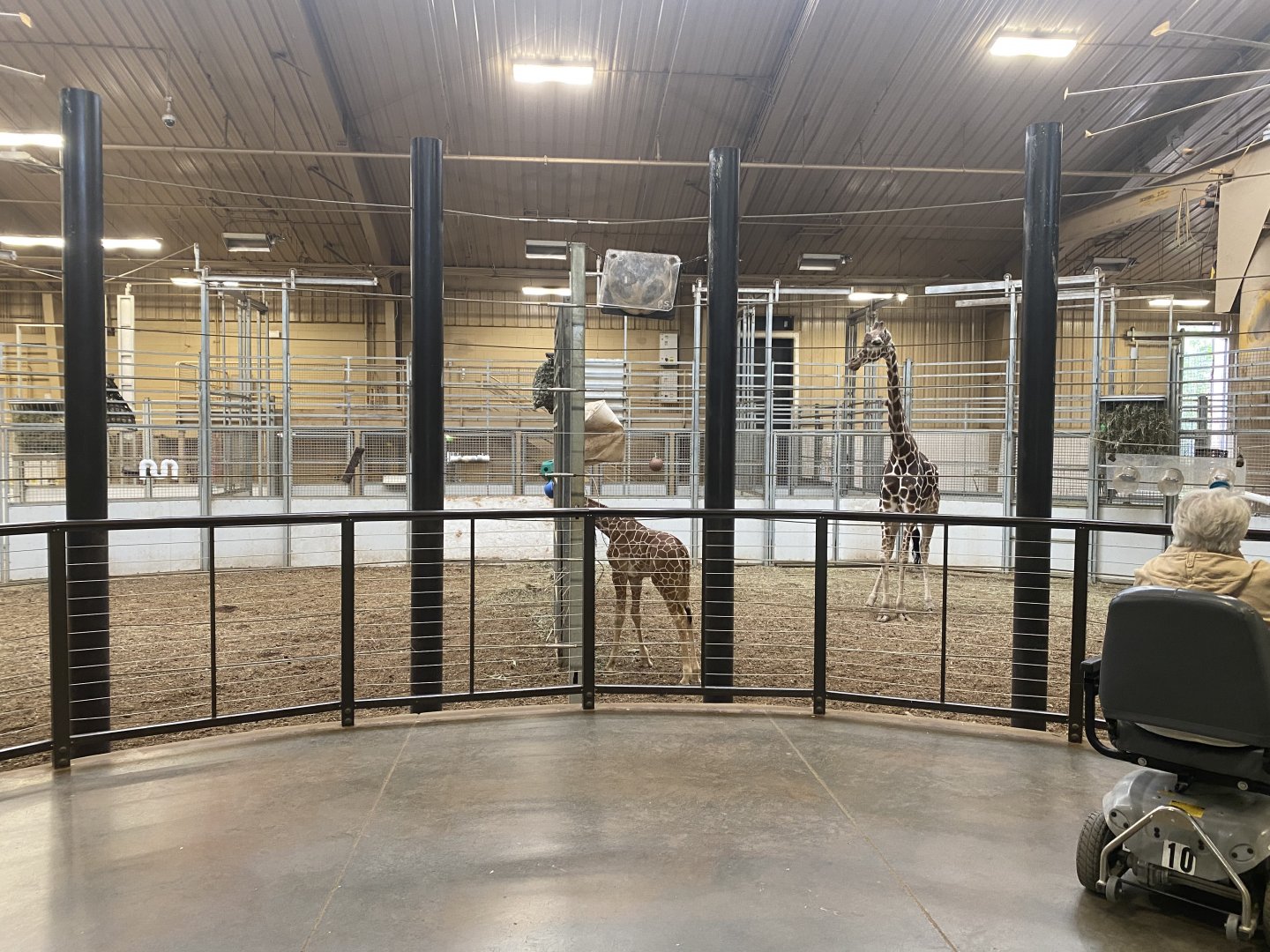 African Grasslands - Giraffe Herd Rooms