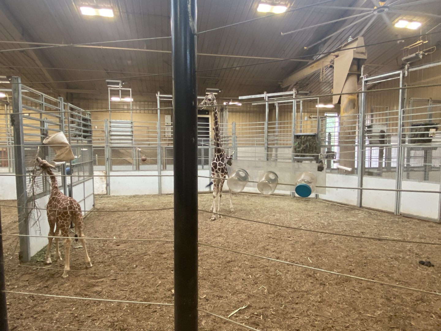 African Grasslands - Giraffe Herd Rooms