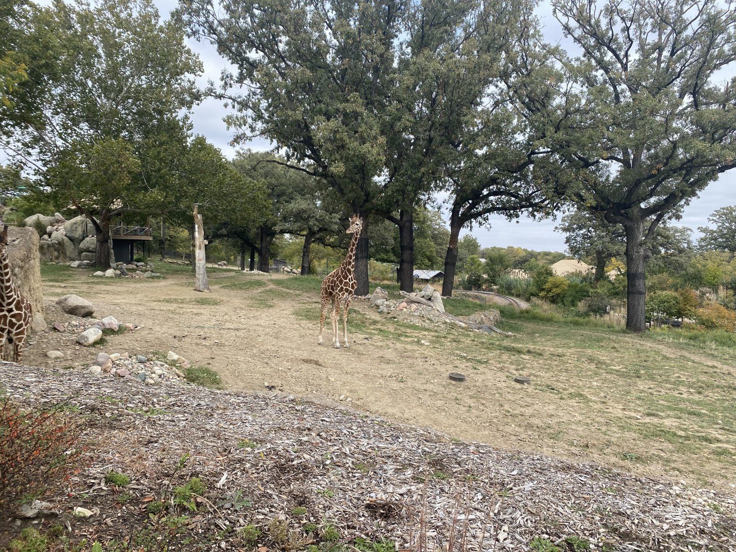 African Grasslands - Giraffe/Impala/Leaser Kudu/Ostrich/White Stork