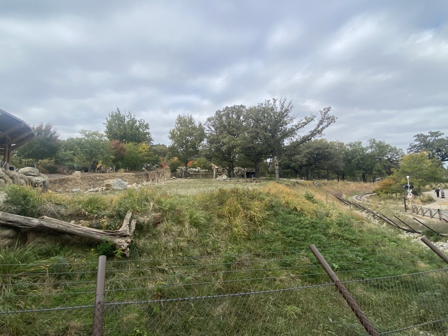 African Grasslands - Giraffe/Impala/Leaser Kudu/Ostrich/White Stork