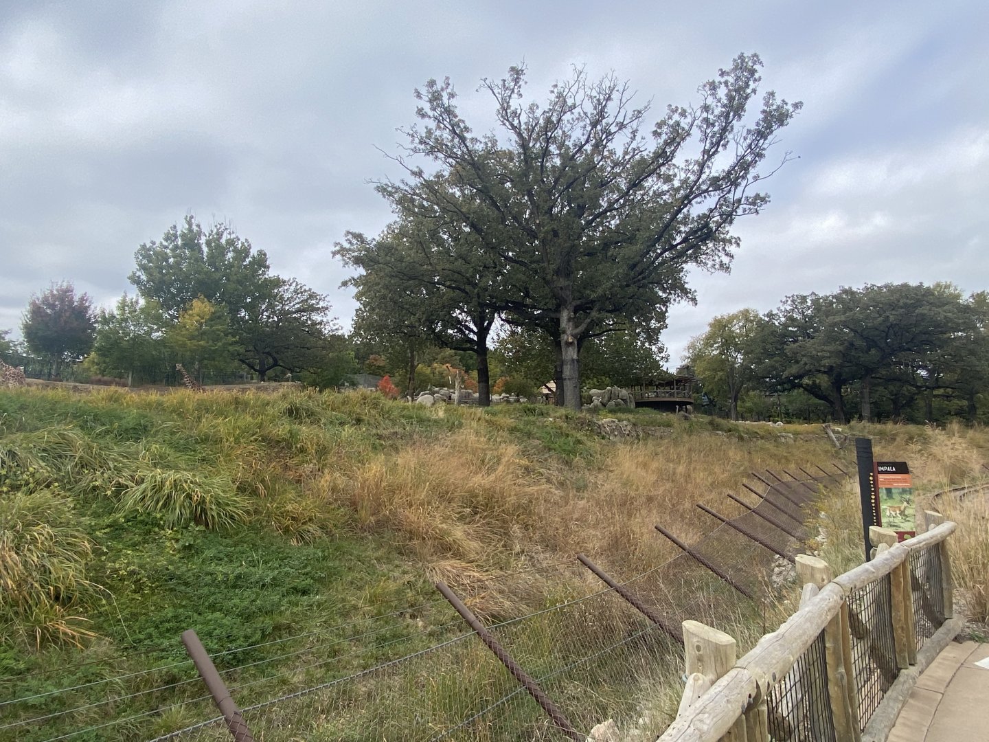 African Grasslands - Giraffe/Impala/Leaser Kudu/Ostrich/White Stork