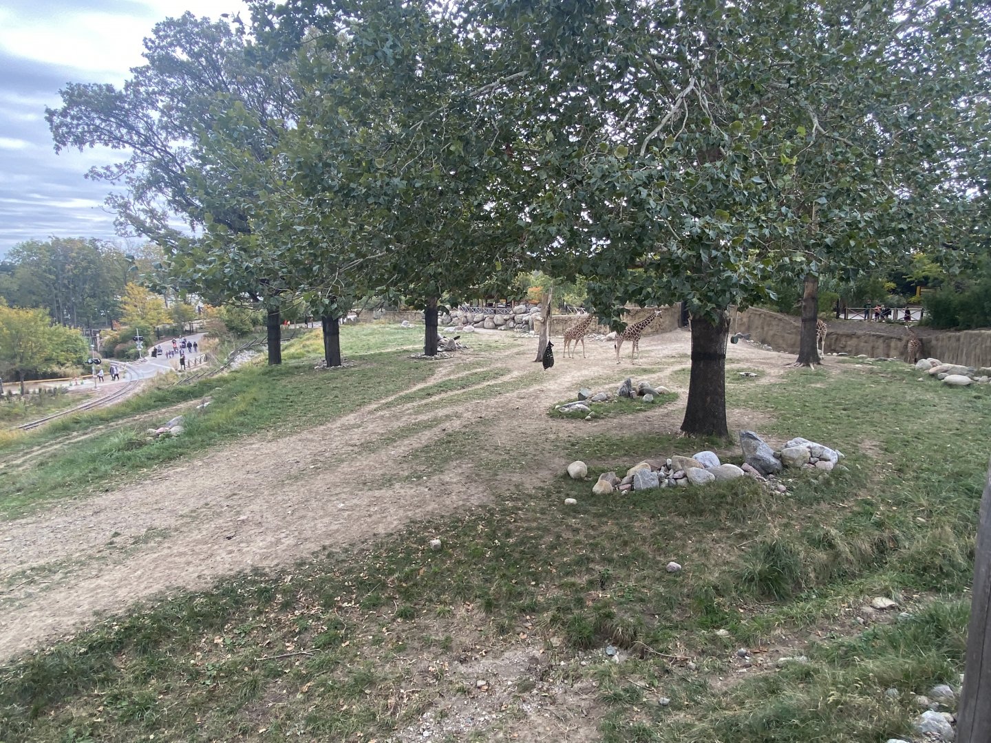 African Grasslands - Giraffe/Impala/Lesser Kudu/Ostrich/White Stork