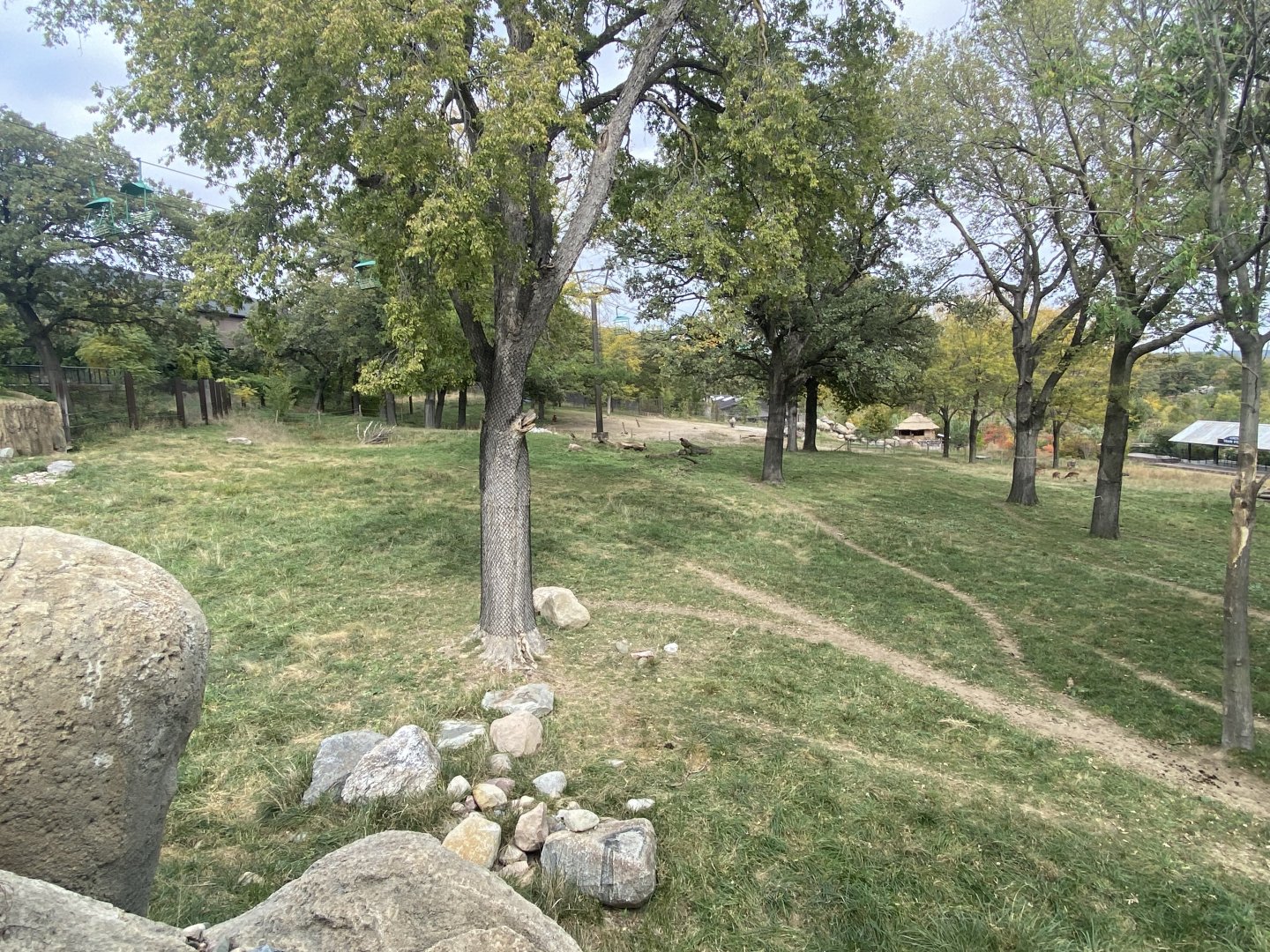 African Grasslands - Giraffe/Impala/Lesser Kudu/Ostrich/White Stork