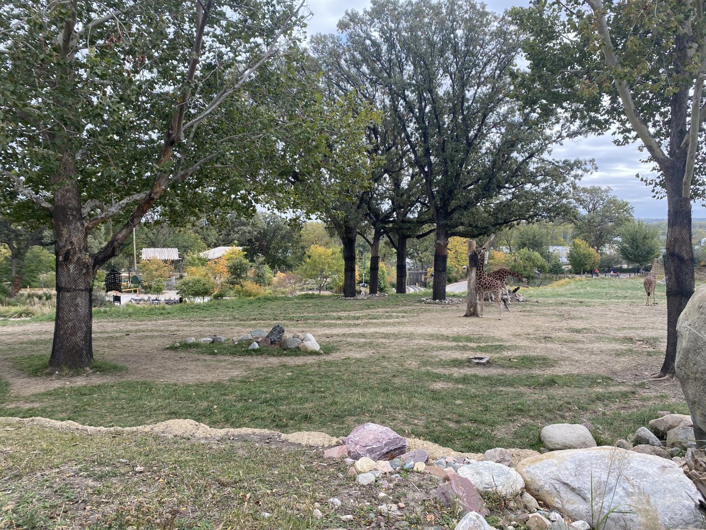 African Grasslands - Giraffe/Impala/Lesser Kudu/Ostrich/White Stork