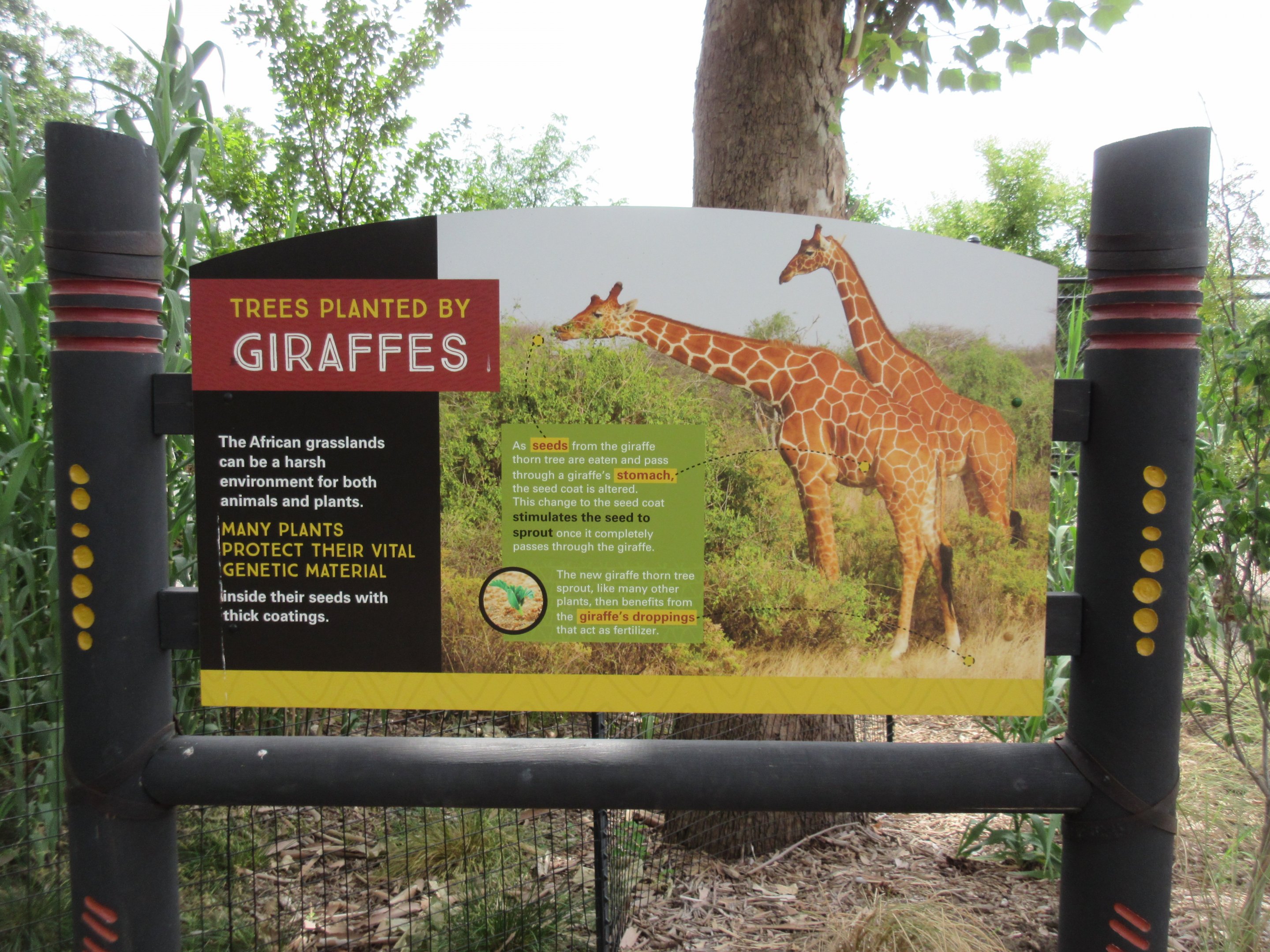 African Grasslands - Giraffe Sign