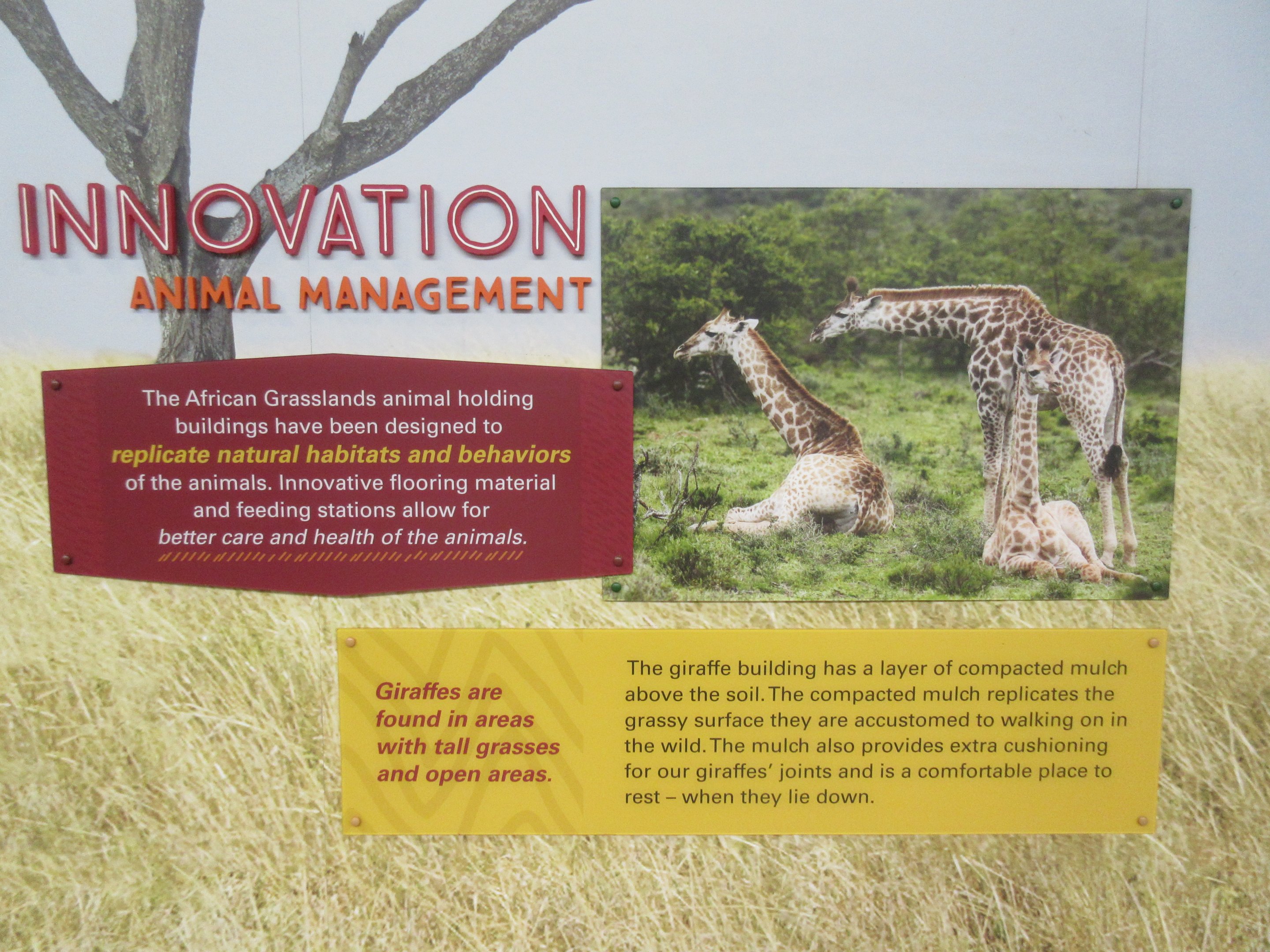 African Grasslands - Giraffe Sign