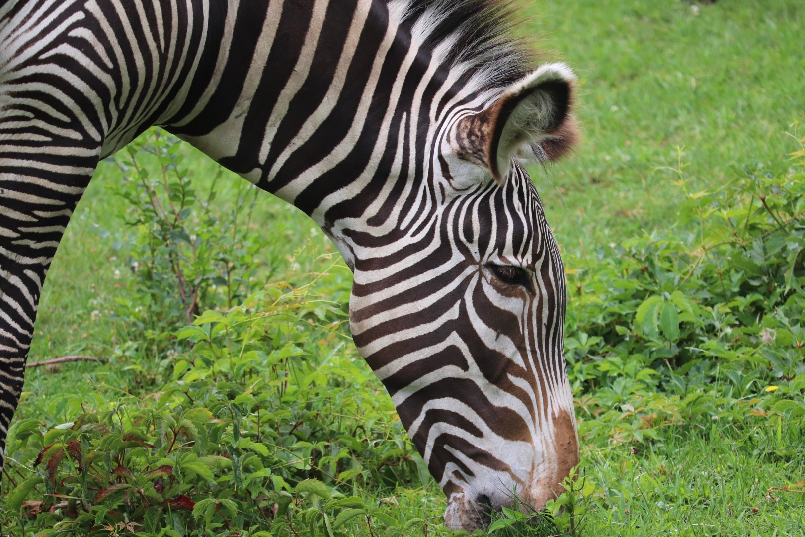 African Grasslands - Grevy’s Zebra