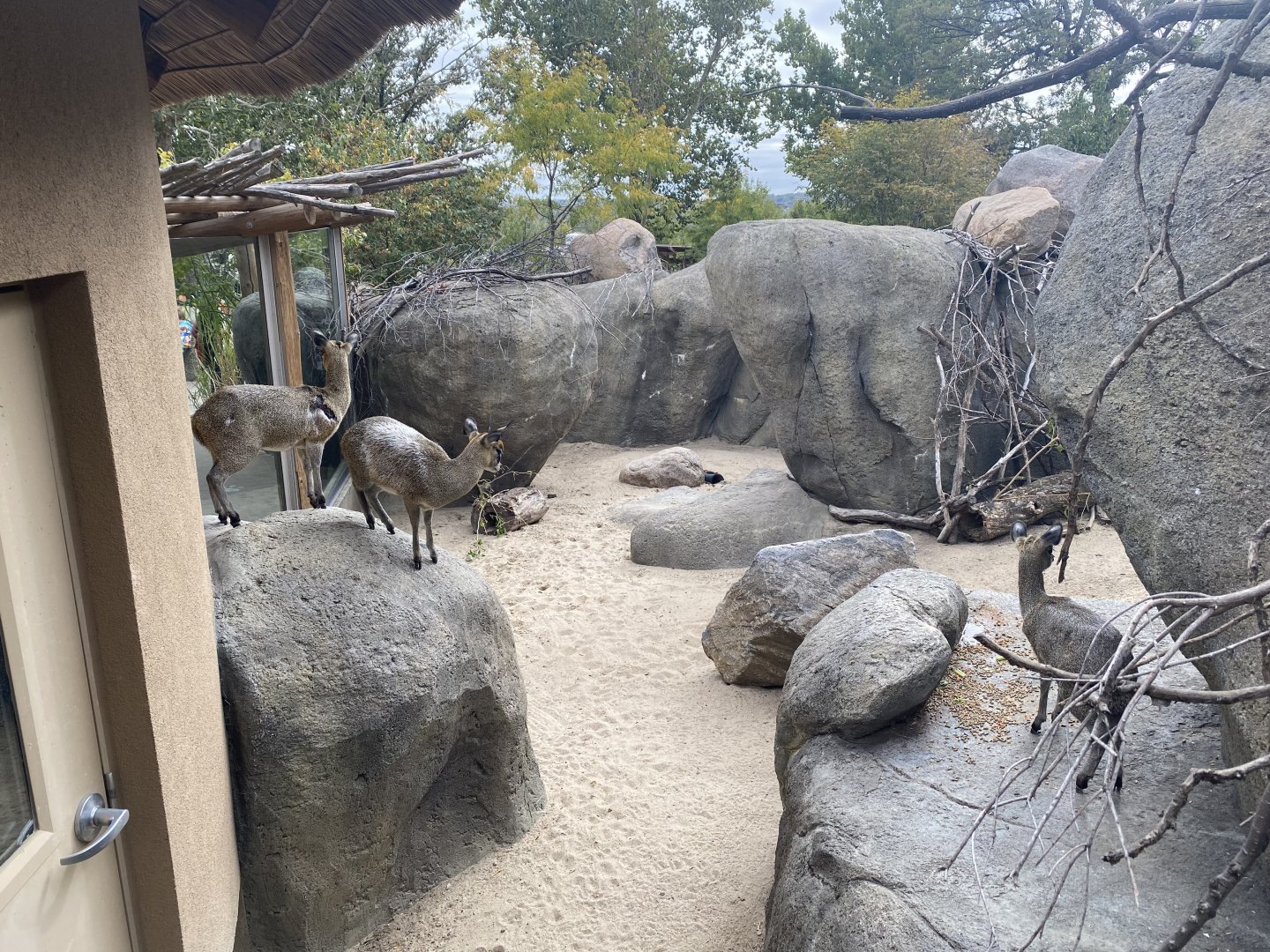 African Grasslands - Klipspringer/Meerkat/Leopard Tortoise Exhibit