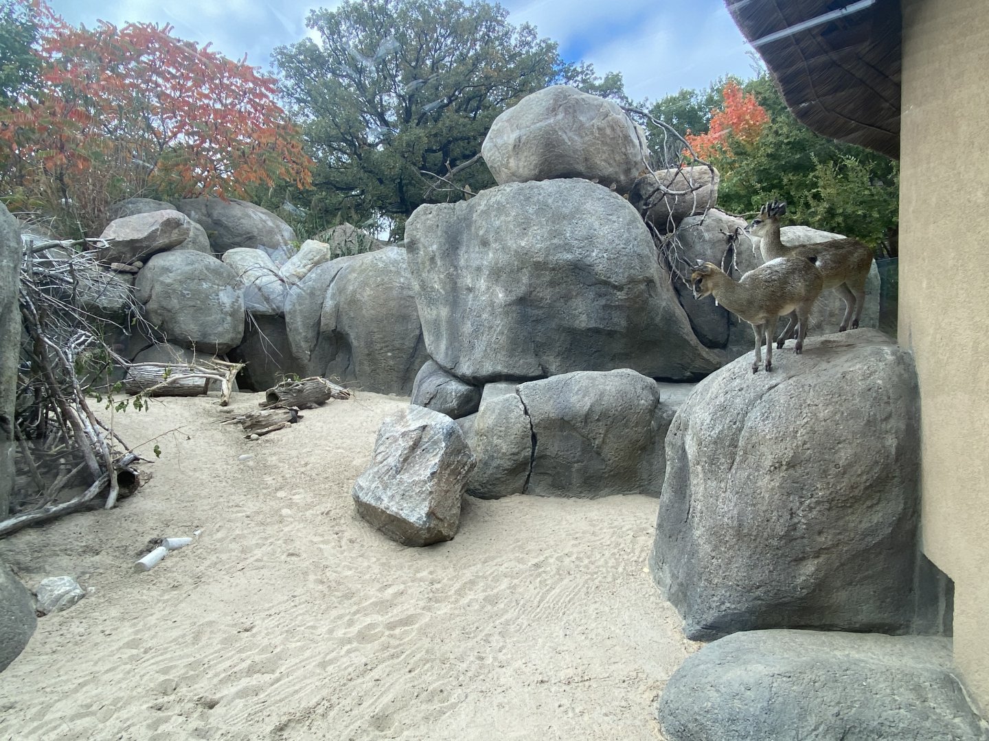 African Grasslands - Klipspringer/Meerkat/Leopard Tortoise Exhibit