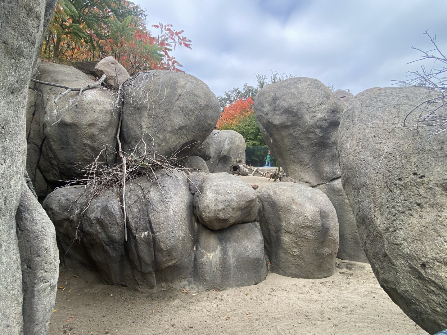African Grasslands - Klipspringer/Meerkat/Leopard Tortoise Exhibit