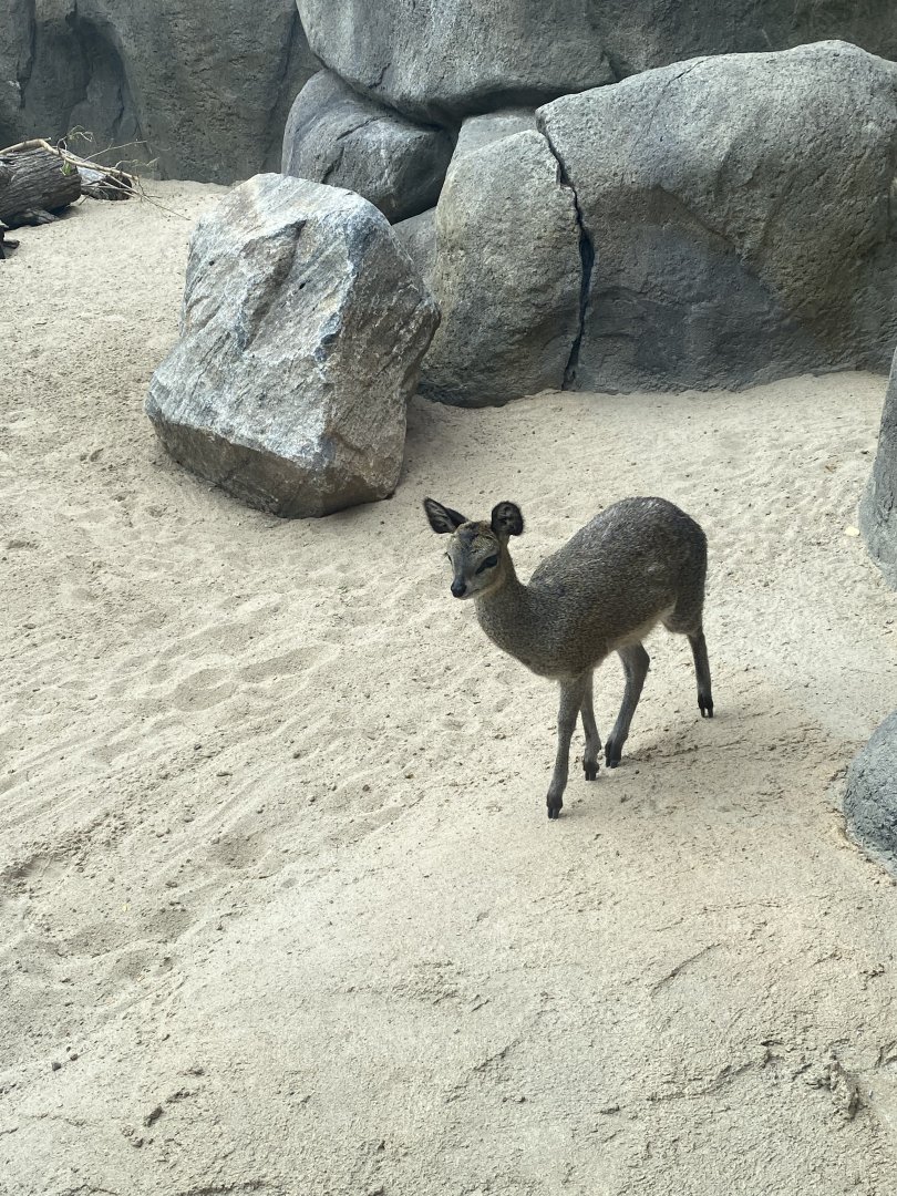 African Grasslands - Klipspringer