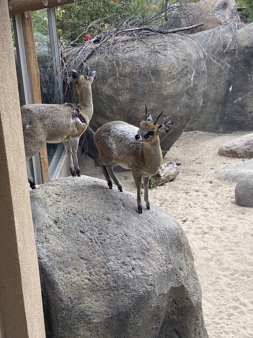 African Grasslands - Klipspringers