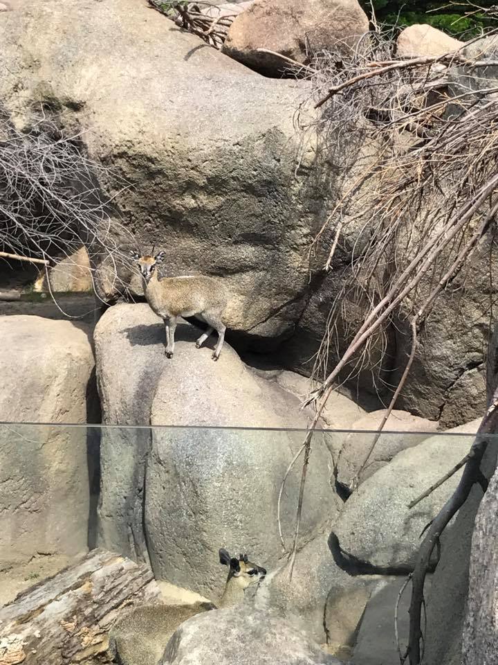 African Grasslands- Kopeja