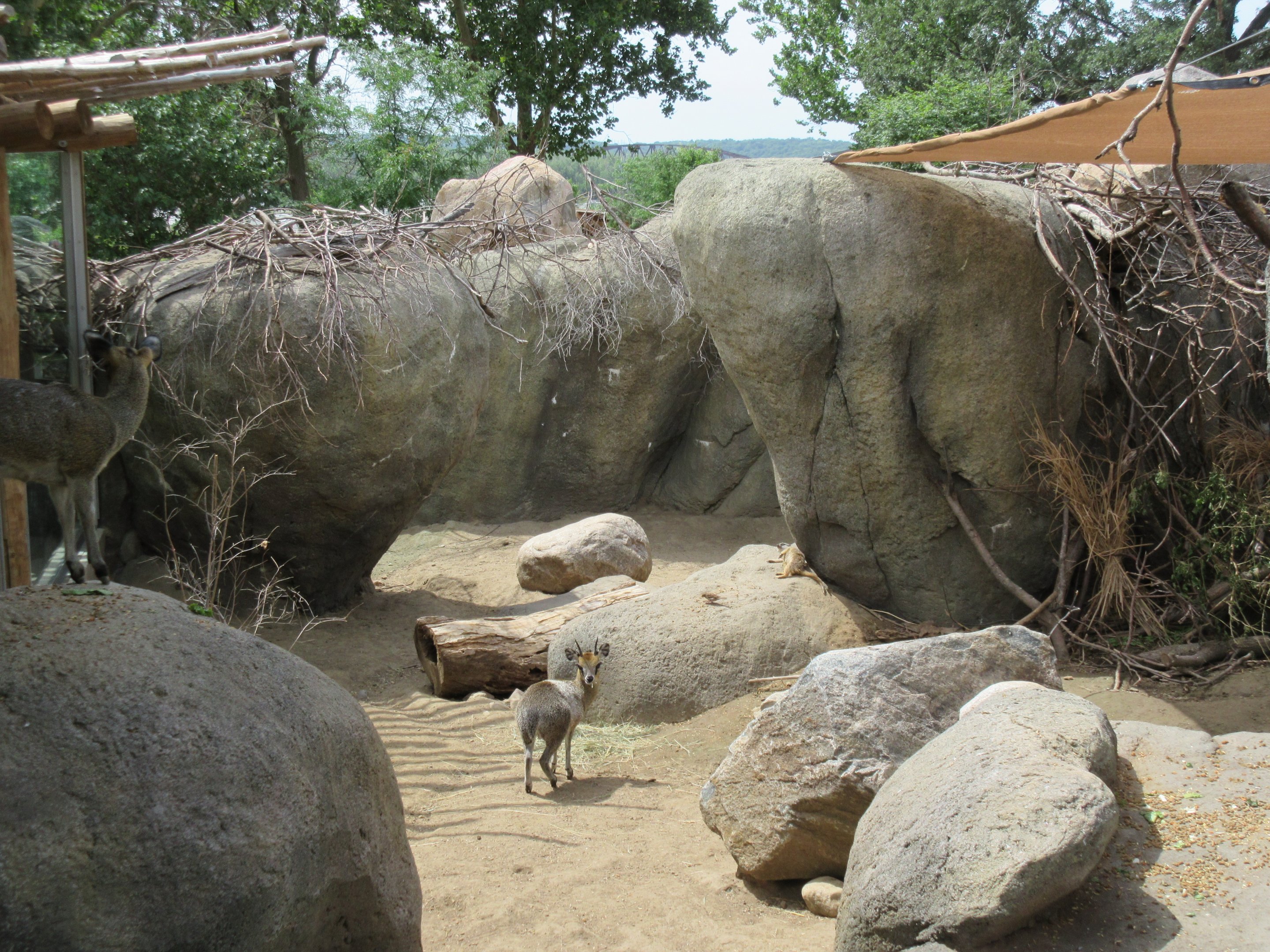African Grasslands Kopje - Klipspringer/Meerkat Exhibit
