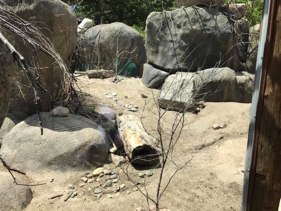 African Grasslands- Kopje