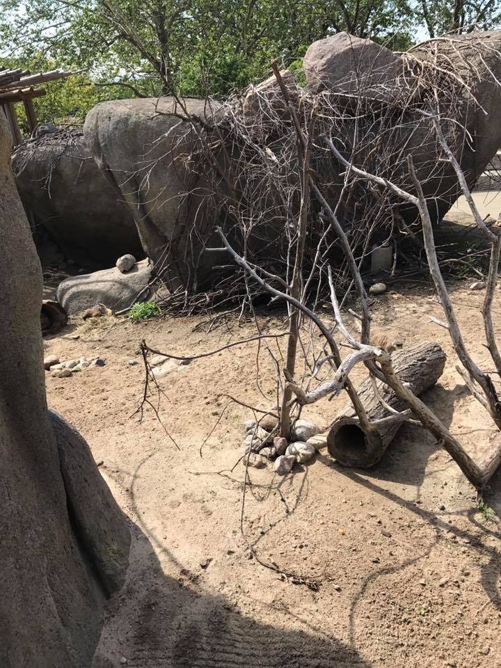 African Grasslands- Kopje