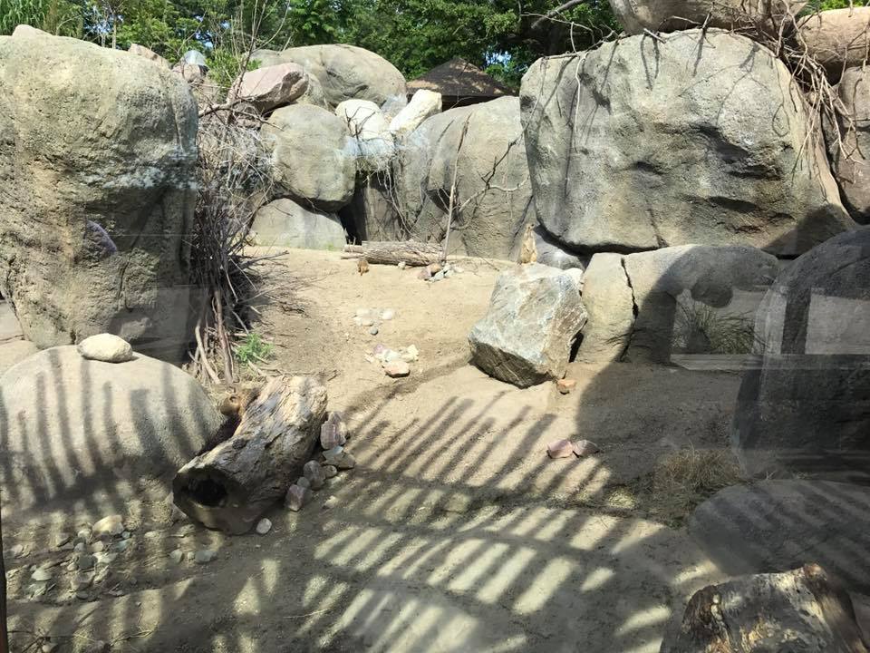 African Grasslands- Kopje