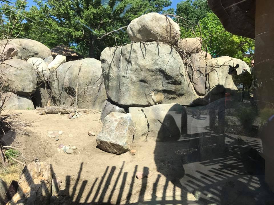 African Grasslands- Kopjea