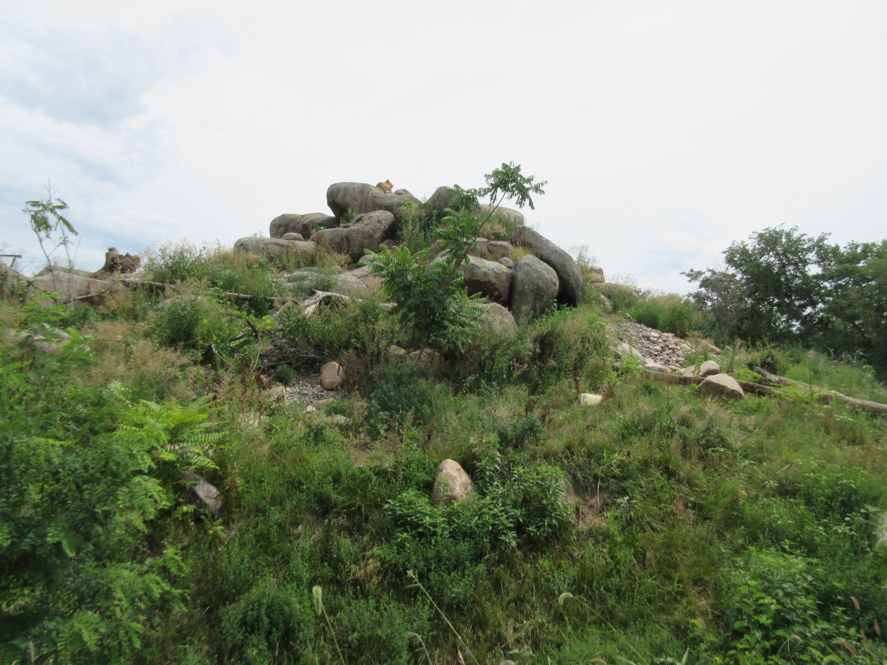 African Grasslands - Lion Exhibit (see a lion?)