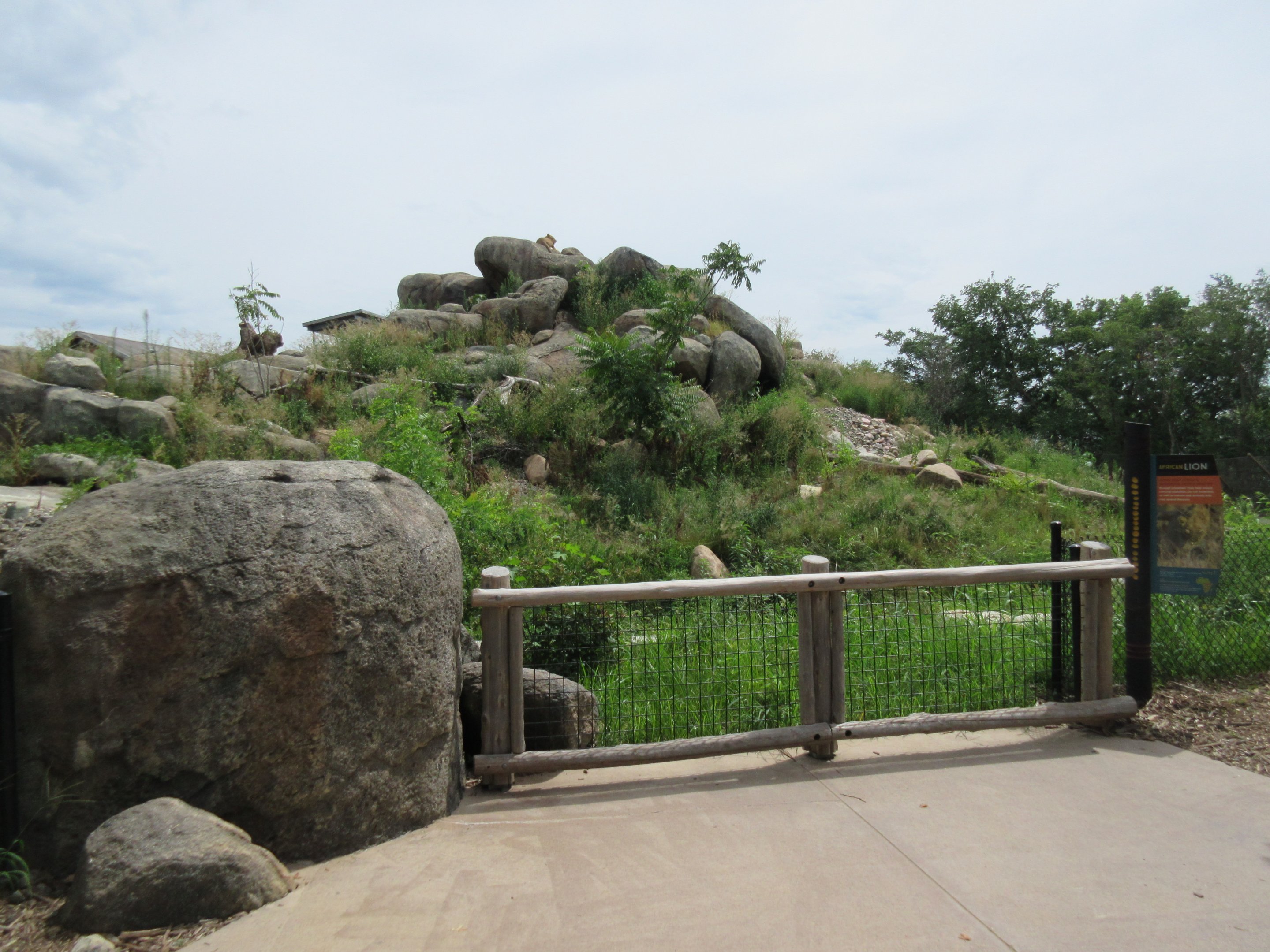 African Grasslands - Lion Exhibit (see a lion?)