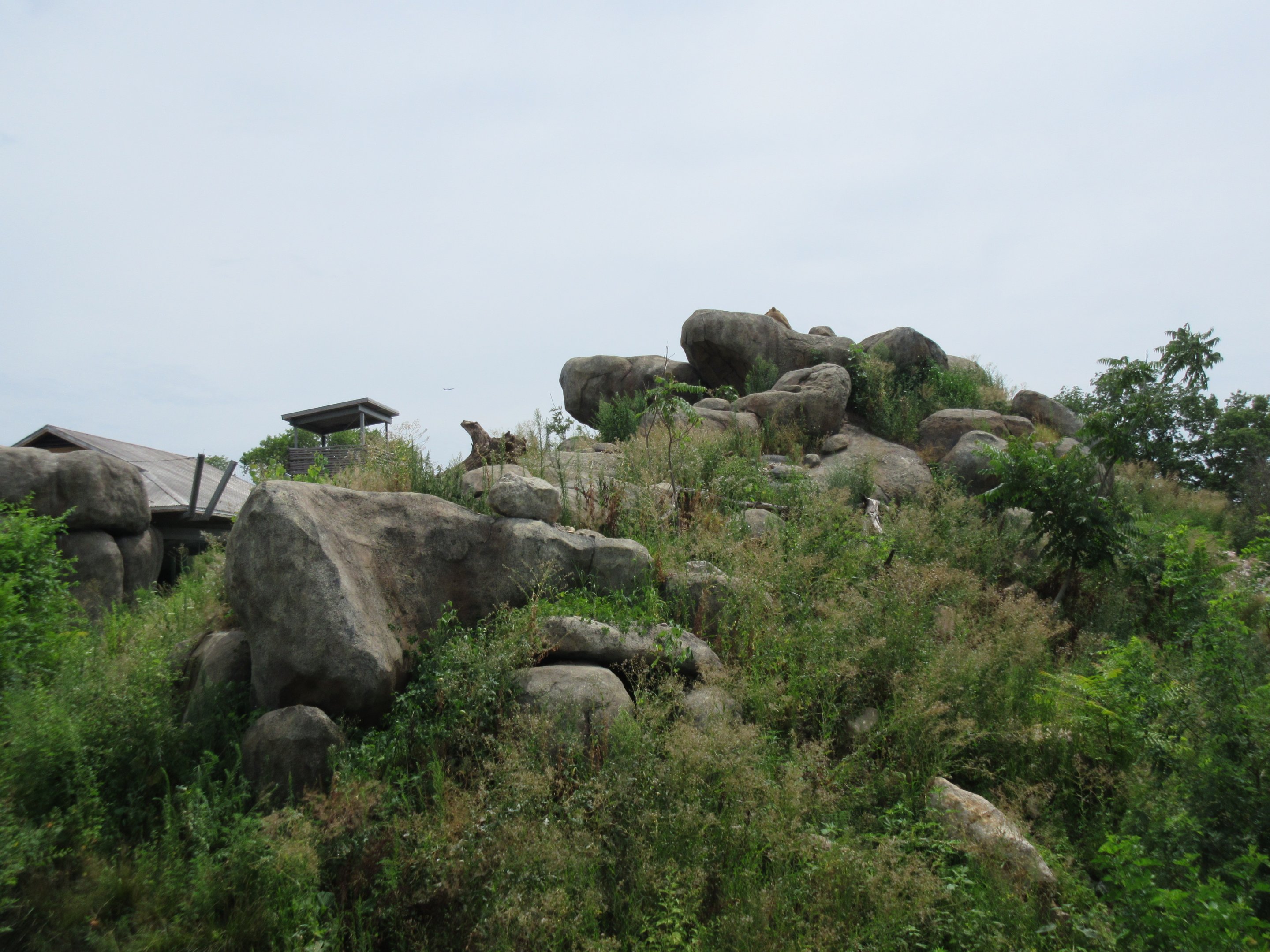 African Grasslands - Lion Exhibit (see a lion?)